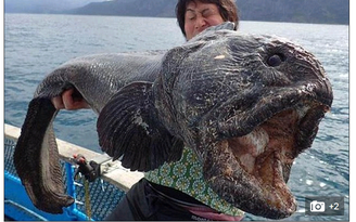 Bắt được cá to dị thường gần Fukushima