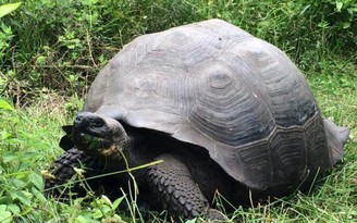 Phát hiện loài rùa 'khủng' ở Ecuador
