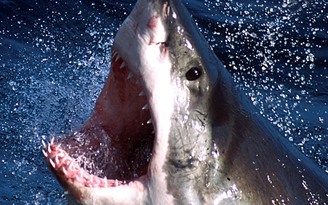 Úc: Sơ tán du khách vì cá mập xuất hiện ở bãi tắm