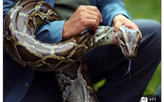 Thi giết trăn có thưởng ở bang Florida