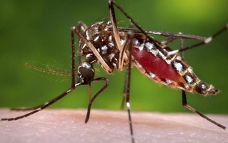 Virut Zika có thể gây rối loạn thần kinh, dẫn đến tử vong