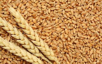 Ăn nhiều lúa mì giúp giảm nguy cơ bị ung thư kết trực tràng