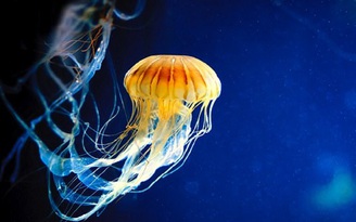 Băng gạc làm từ sứa giúp chữa lành nhanh vết loét