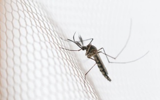 5 mẹo giúp tránh bị muỗi đốt vào mùa hè