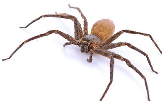 Một phen kinh hoàng do bị con nhện cực độc chui vào lỗ tai