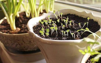 Làm sao để trồng thảo mộc và rau tại nhà tươi tốt?
