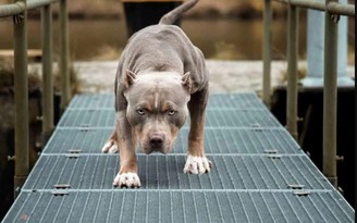 Người đàn ông bị chó pitbull cắn chết