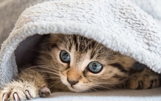 Nhật tạo ra loại ga mền y hệt lông mèo giúp giảm stress