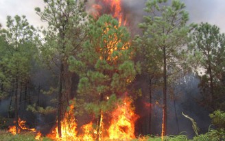 Cháy rừng, phá rừng tăng cao
