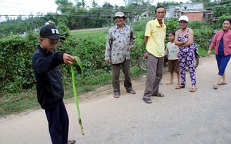 Rắn lục đuôi đỏ xuất hiện nhiều có thể do thời tiết