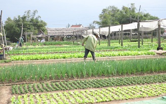 Nhà nông phục vụ tết - Kỳ 15: Làng rau 'cổ' vào vụ