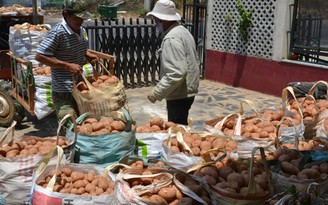 Nông sản rớt giá, nhà vườn lao đao