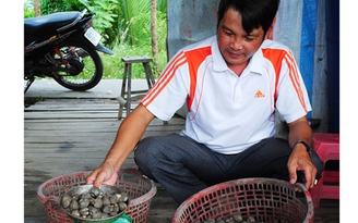 Nuôi sò huyết xen canh trong vuông tôm