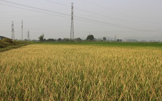 Lúa bị cháy lá vì khí thải độc hại