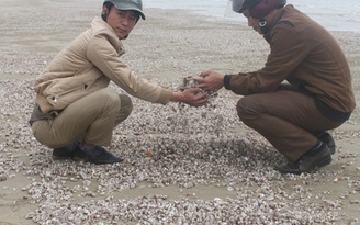 Ngao, sò chết trắng bờ biển do xả trộm chất thải độc hại?