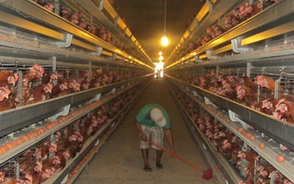 Nông nghiệp công nghệ cao - Kỳ 7: Trại gà tự động