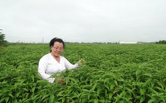 Trà Hoàn Ngọc - Thành tựu của nhà khoa học và doanh nghiệp