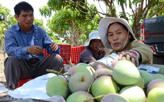 Nông nghiệp công nghệ cao - Kỳ 16: Trồng xoài ‘3 lớp’