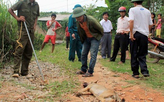 Hoang mang vì chó dại chạy rông