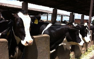 TH được công nhận là cụm trang trại bò sữa lớn nhất châu Á
