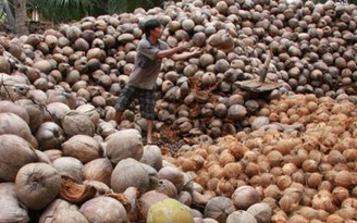 Giá dừa khô giảm mạnh