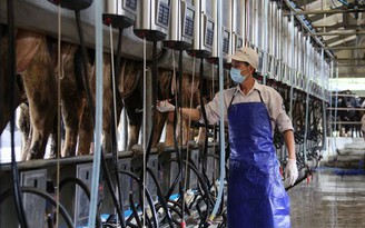 Vinamilk phát triển đàn bò sữa 10.000 con tại Lâm Đồng