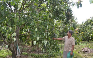 Xoài Đồng Nai trước cơ hội đi Nhật