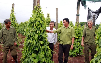 Trắng đêm canh dây tiêu
