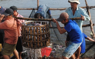 Tăng cường nguồn thủy hải sản bền vững tại Việt Nam