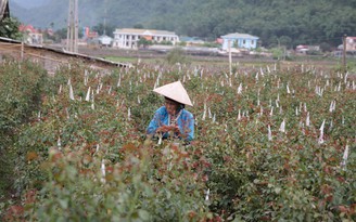 Giàu lên nhờ làm thuê trên đất của mình