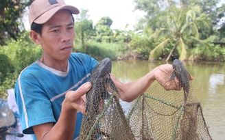 Dân khốn đốn vì cá lau kính