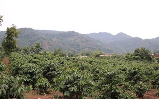 Thâm canh hợp lý để phát triển cà phê bền vững