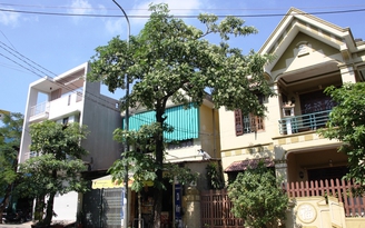 Hoa sữa ‘vây’ người dân Đông Hà