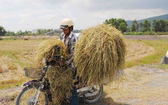 Rơm sông Hậu đi Nhật