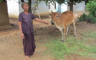 Hộ nghèo chê bò xã mua