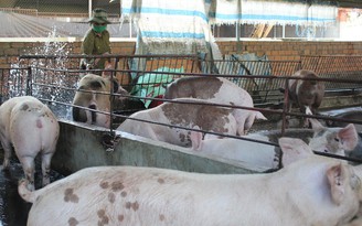 Khó kiểm soát chất cấm trong chăn nuôi