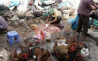 Nguy cơ bị nhiễm cúm gà từ Trung Quốc