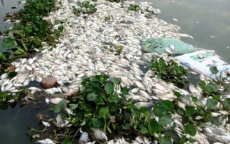 Hơn 335 tấn cá chết gây thiệt hại trên 15 tỉ đồng