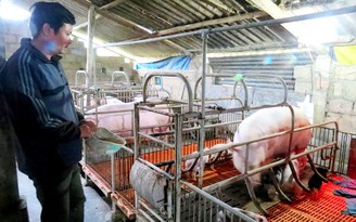 Tự tạo cơ hội: Trang trại heo trên núi