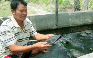 Làm giàu từ 33 con cua đinh Làm giàu từ 33 con cua đinh
