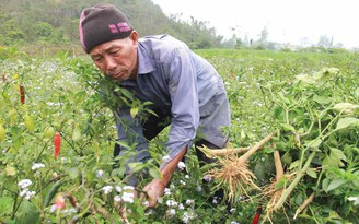 Nhổ bỏ ớt hàng loạt vì không có người mua