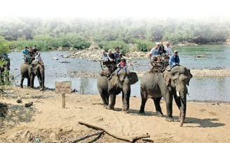 Lễ hội đua voi phải xin nước thủy điện