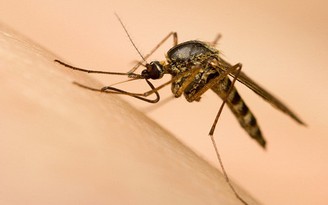 Lập đoàn công tác khẩn đến các tỉnh du khách Úc nhiễm vi rút Zika lưu trú