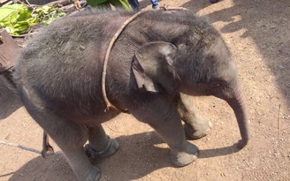 Cứu voi con hoang dã 2 tháng tuổi bị rớt xuống giếng