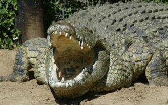 Cá sấu xuất hiện trên sông Soài Rạp