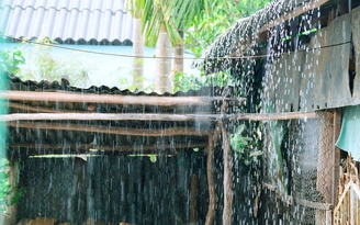 Tiếp tục xuất hiện 'mưa vàng' giải cứu miền Tây