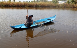 Mùa tôm thất bát ở U Minh Thượng