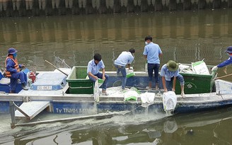 Cá chết, rải 30 tấn chế phẩm sinh học làm sạch nước kênh Nhiêu Lộc