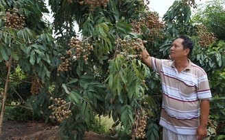 Nông dân được Chủ tịch nước tặng Huân chương Lao động