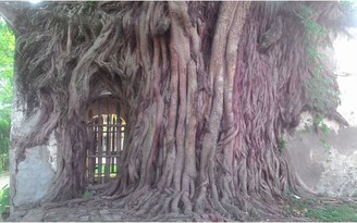 Về chùa Mui ngắm cây bồ đề ‘nuốt chửng’ đền thiêng